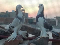 Gubara pair for sale