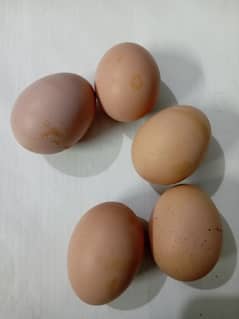 Desi Egg