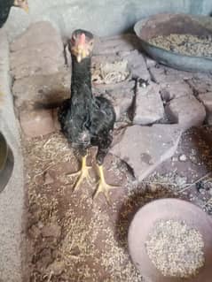 pure aseel mianwali murghai for sale