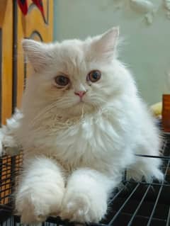 persian triple coat punch face female kittens