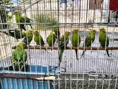 Australian Budgies 6 breeder  pairs