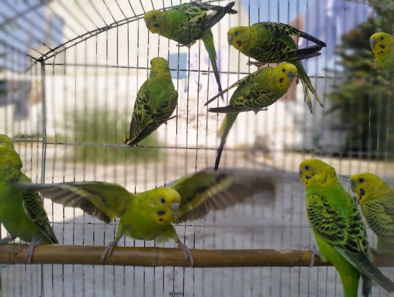 Australian Budgies 6 breeder  pairs 1