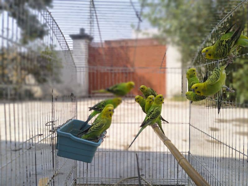 Australian Budgies 6 breeder  pairs 3