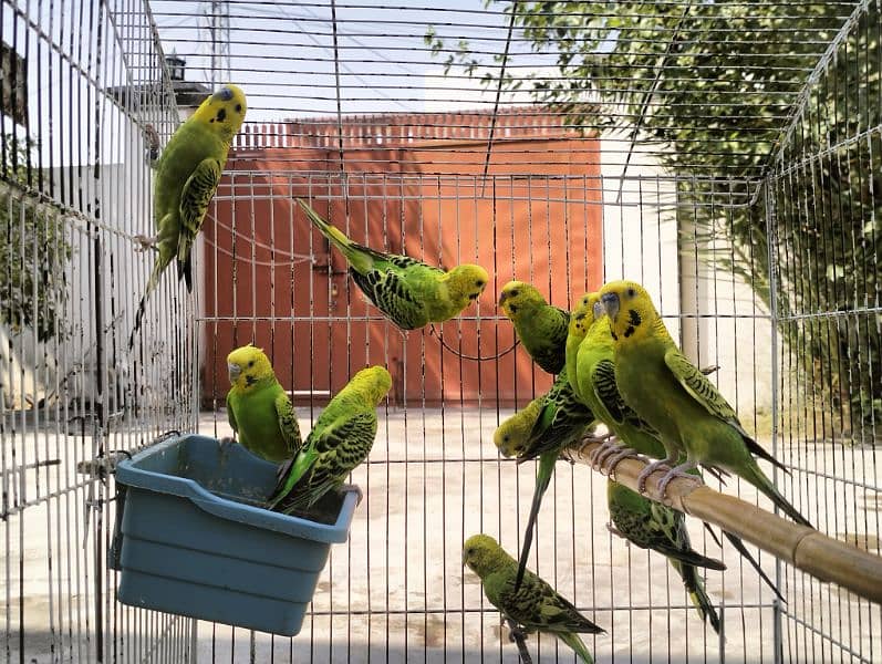 Australian Budgies 6 breeder  pairs 5