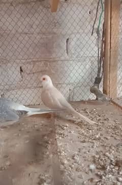 Required cream dove male