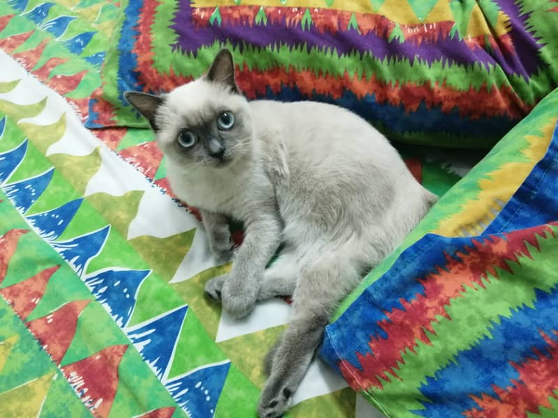 Siamese Male Cat for Adoption 1