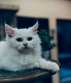 Persian male kitten, (6 months old), is well-tamed.