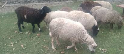 Tail waly dunby aur swati Sheep for sell.