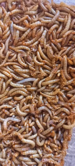 Mealworms