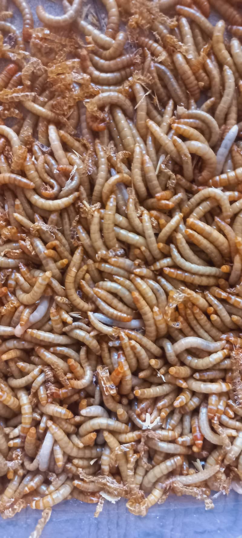 Mealworms pupa beatles, live Mealworms larva for birds 1