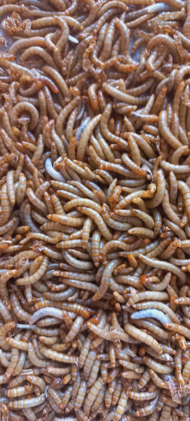 Mealworms pupa beatles, live Mealworms larva for birds 2