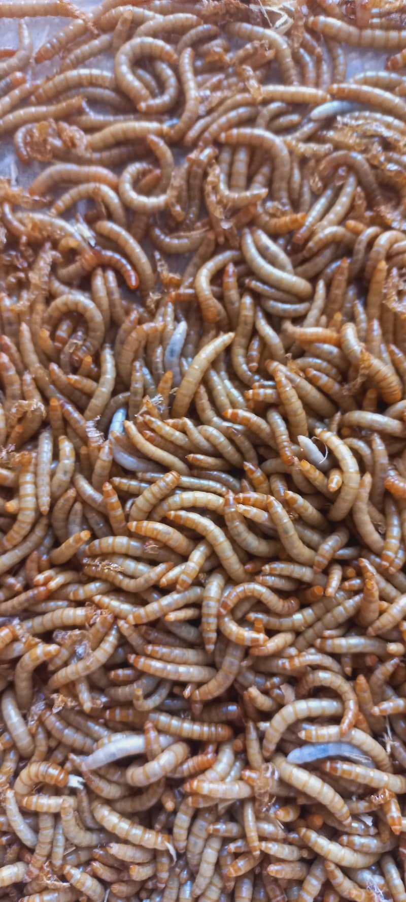 Mealworms pupa beatles, live Mealworms larva for birds 3