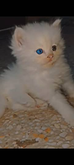 Persian triple coated double shade eyes