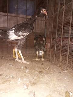 5month aseel chicks for sale