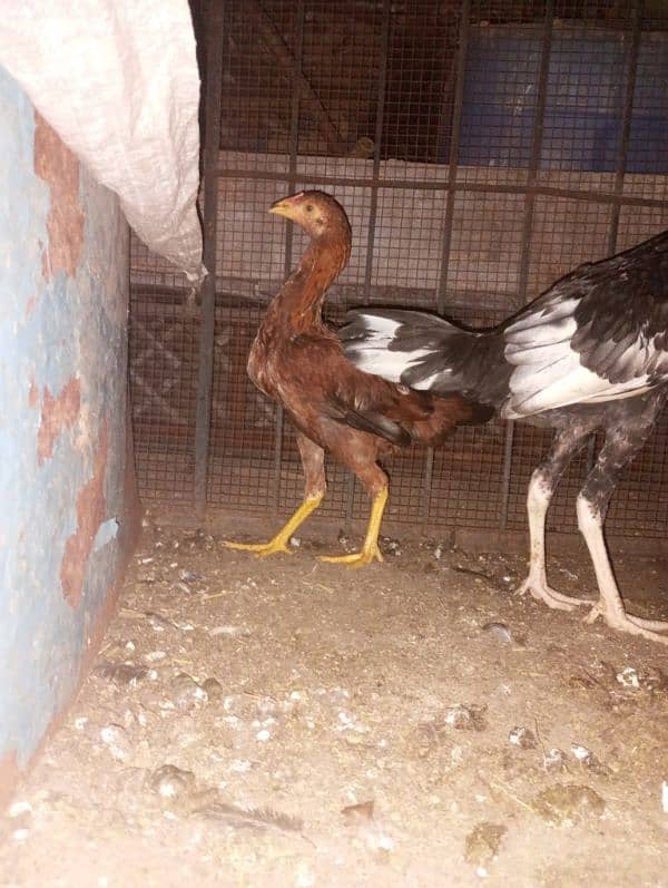 5month aseel chicks for sale 1