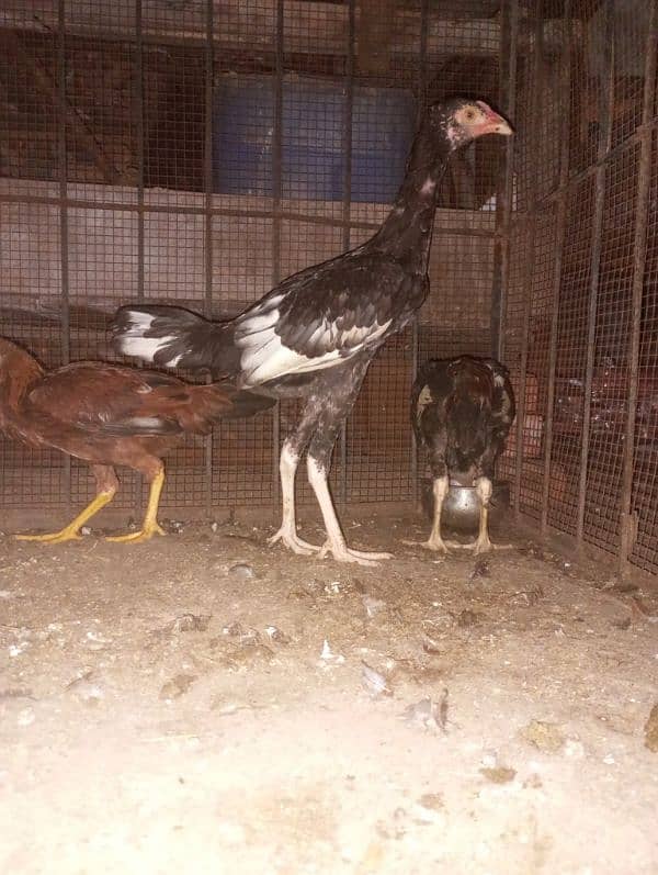 5month aseel chicks for sale 3