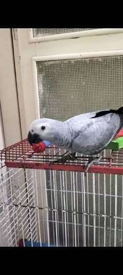 African grey parrot self chicks available