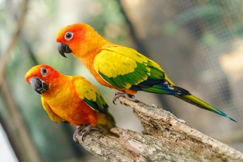 Sunconure 8 months pathy healthy and active pairs available 0