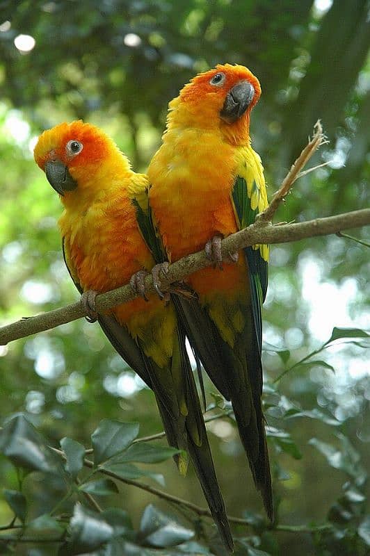 Sunconure 8 months pathy healthy and active pairs available 2