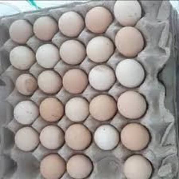 Desi Misri Eggs Home breed 1