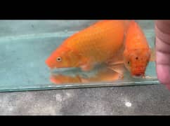 KOI Fish. Breeder size 12 inch to 30 inch in size