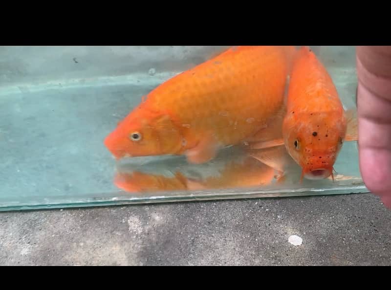 KOI Fish. Breeder size 12 inch to 30 inch in size 1