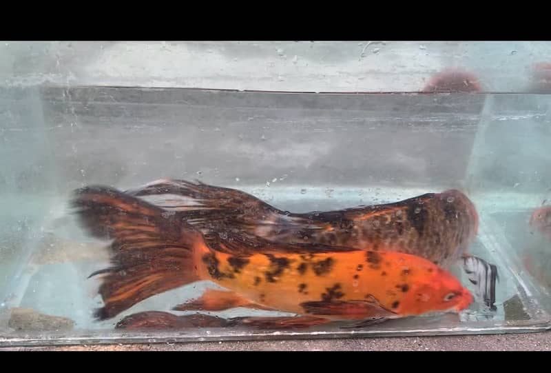 KOI Fish. Breeder size 12 inch to 30 inch in size 2