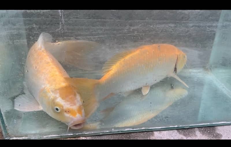 KOI Fish. Breeder size 12 inch to 30 inch in size 4