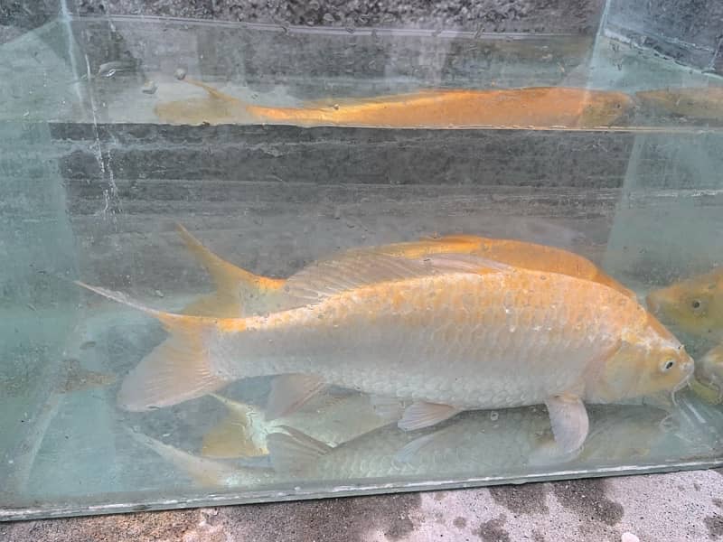 KOI Fish. Breeder size 12 inch to 30 inch in size 6