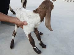 Bakri For Sale 0