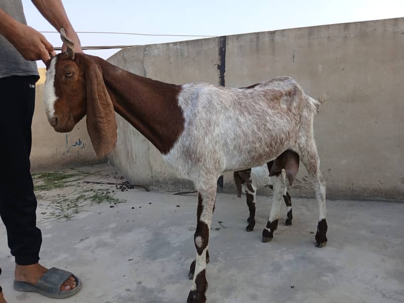 Bakri For Sale 2