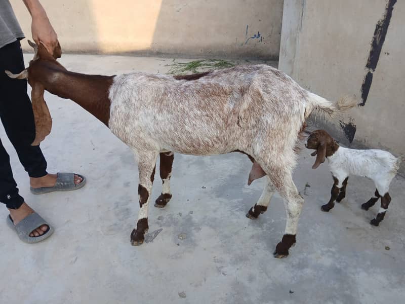 Bakri For Sale 3