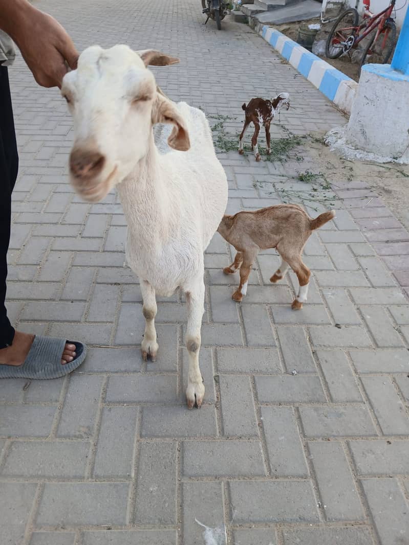 Bakri For Sale 4