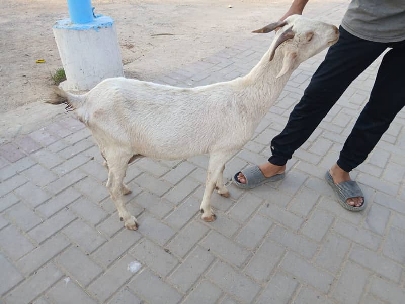 Bakri For Sale 5