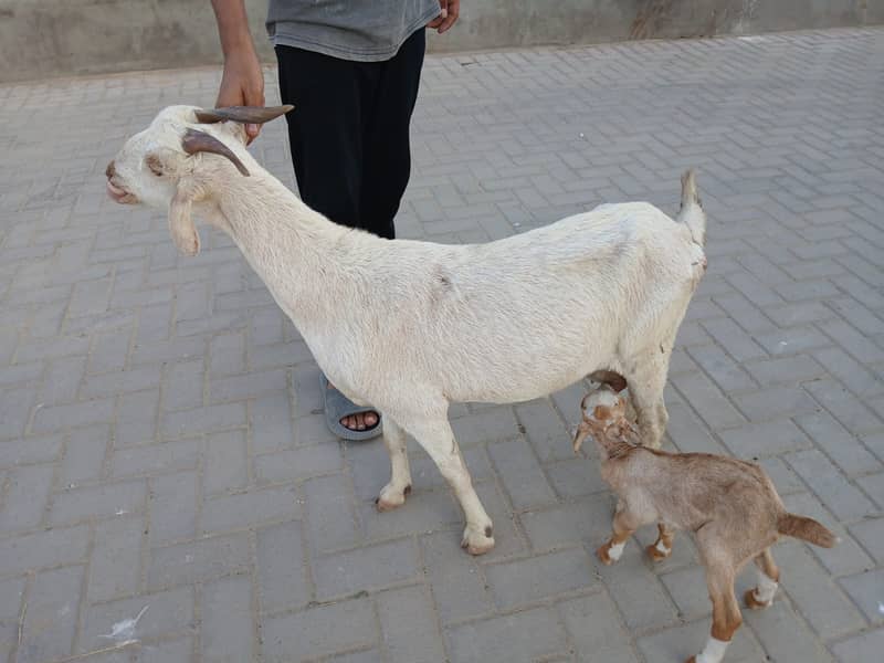 Bakri For Sale 6