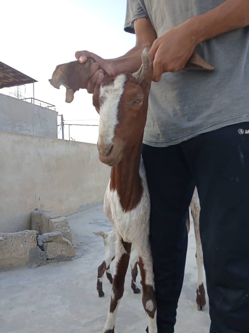 Bakri For Sale 7