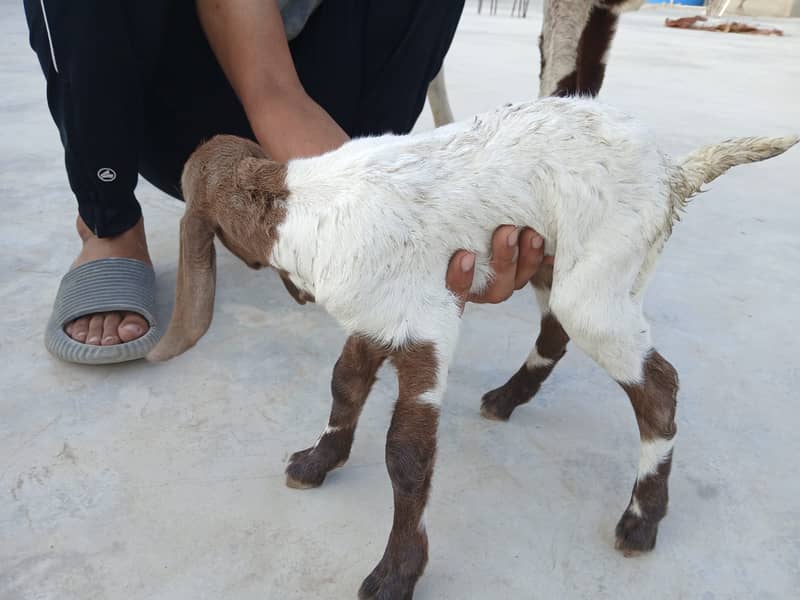 Bakri For Sale 8