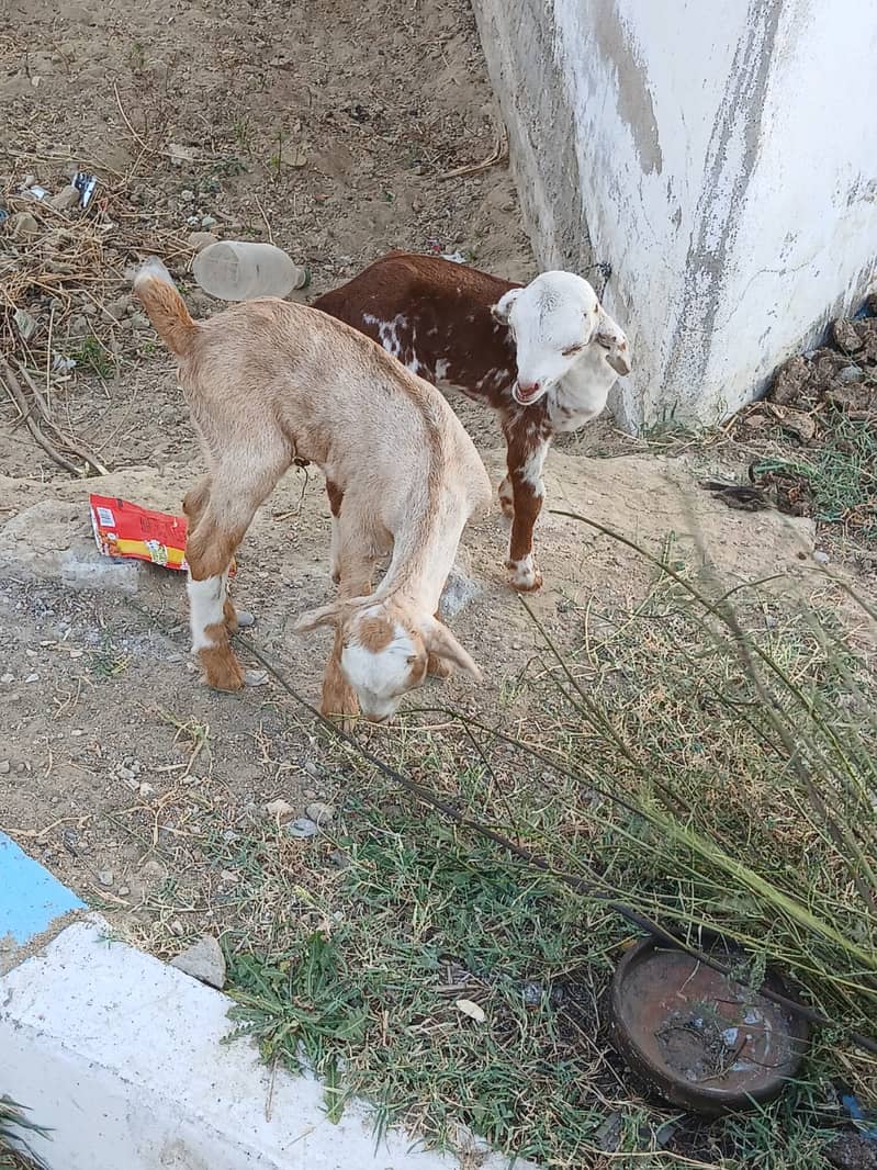 Bakri For Sale 10