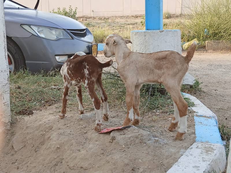 Bakri For Sale 12