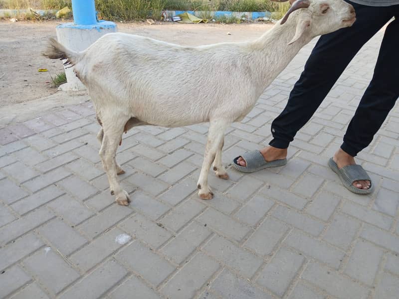 Bakri For Sale 13