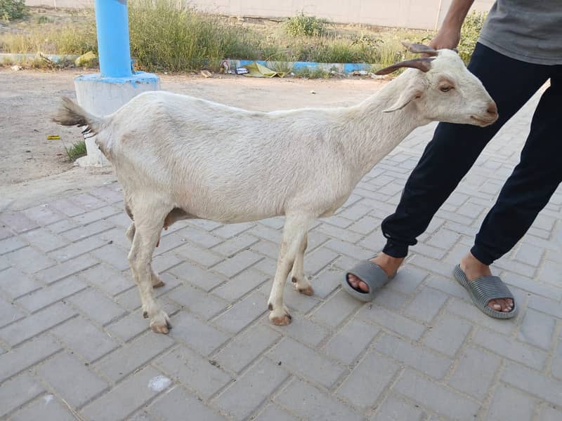 Bakri For Sale 14