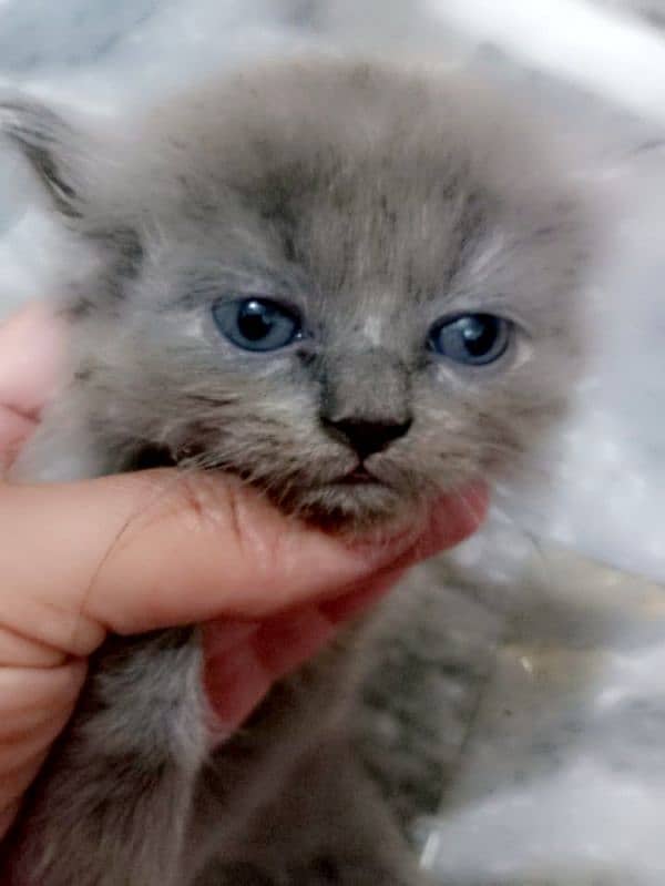 5 Persian kittens for sale 1