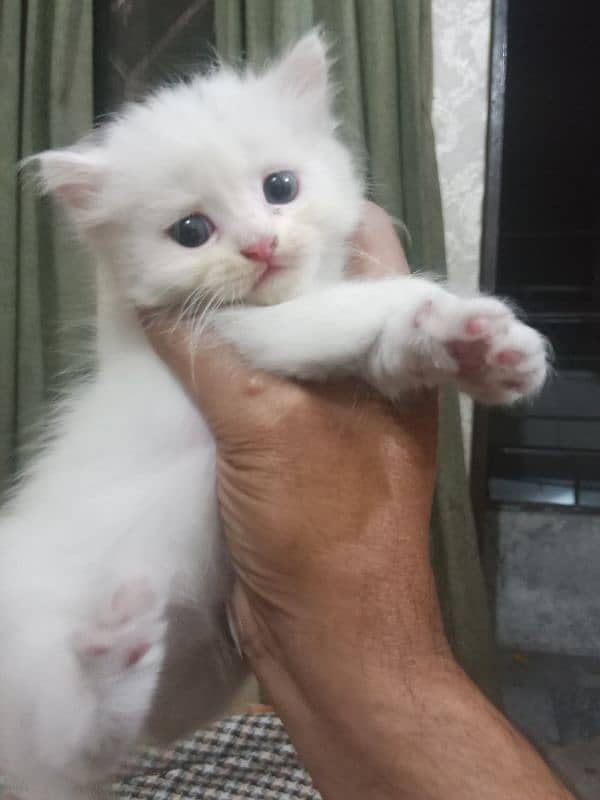 5 Persian kittens for sale 2