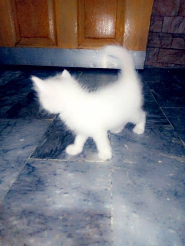 5 Persian kittens for sale 3