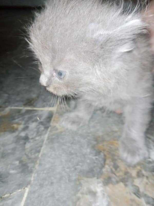 5 Persian kittens for sale 4