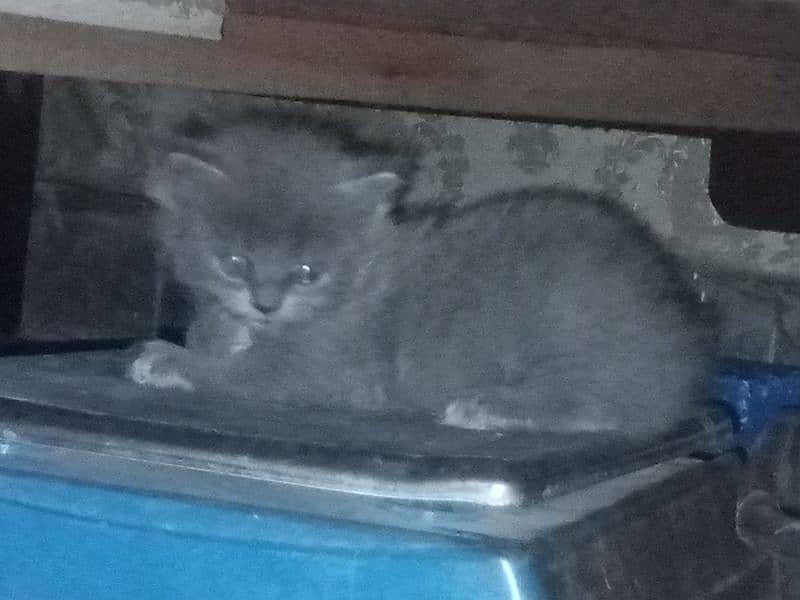 5 Persian kittens for sale 5