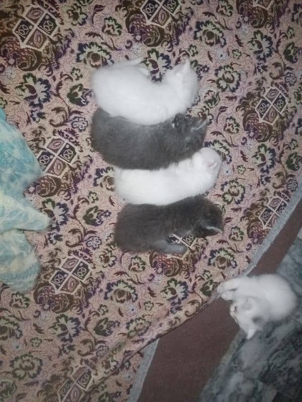 5 Persian kittens for sale 6