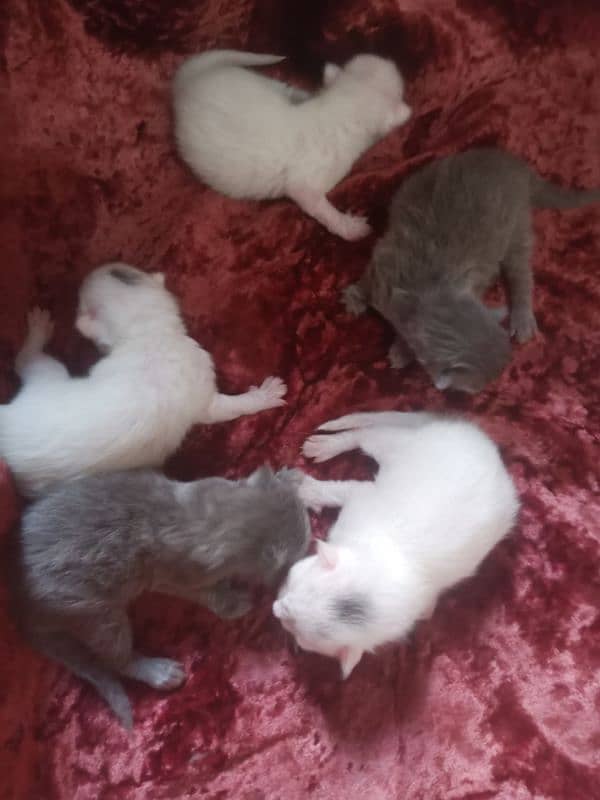 5 Persian kittens for sale 7