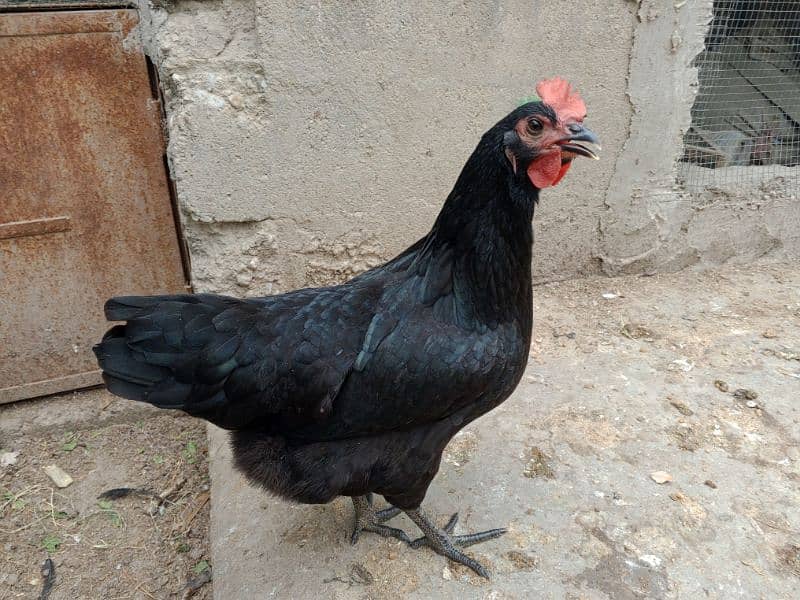 Lohman starter+ egg laying  fresh murgyan for sale. 100% Desi eggs 1