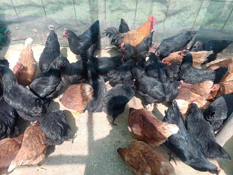 Lohman starter+ egg laying  fresh murgyan for sale. 100% Desi eggs 2